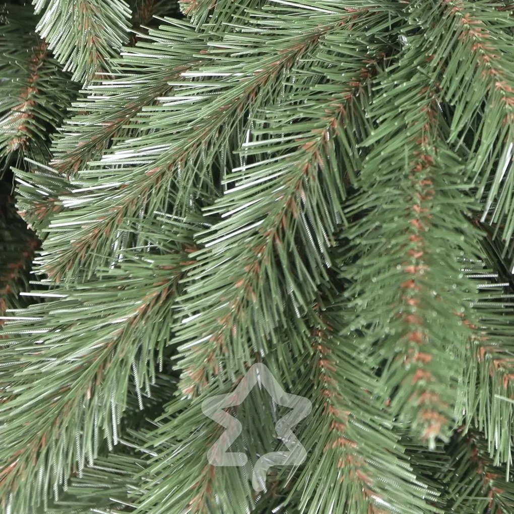 Smrek Kaukazský 2D 220 cm
