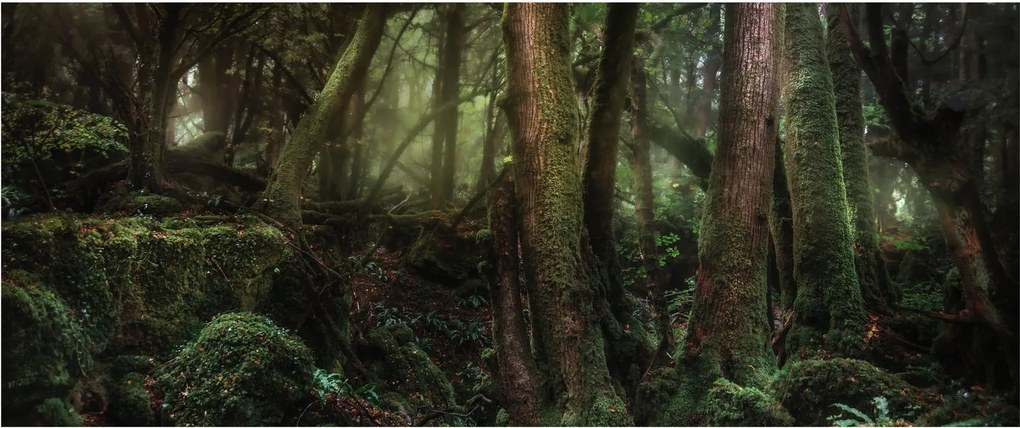 Obraz - Tajomný les (120x50 cm)