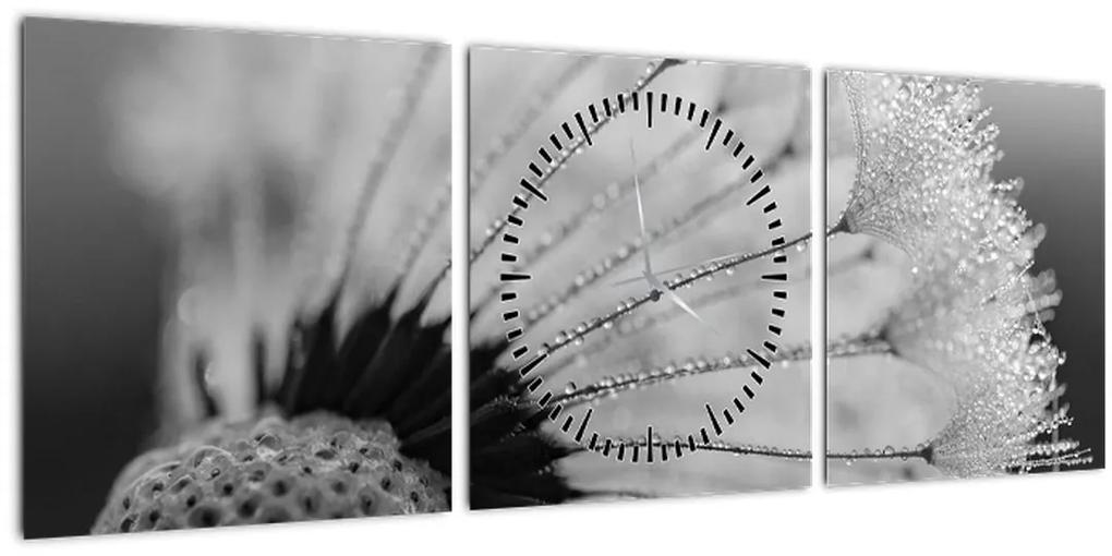 Obraz púpavy - čiernobiely (s hodinami) (90x30 cm)
