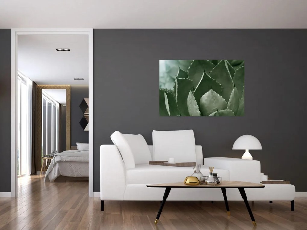 Obraz - Zelená agáve (90x60 cm)