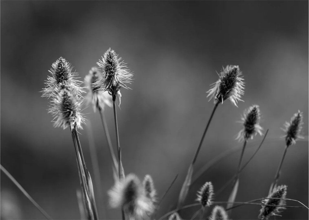 Sklenený obraz - Béžová soft grass N⁰2 (70x50 cm)