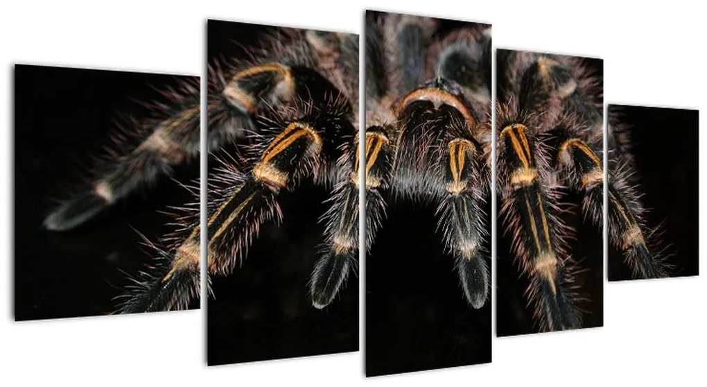 Obraz - Tarantula