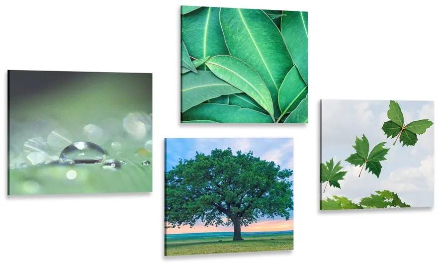Set obrazov príroda plná zelene Varianta: 4x 40x40