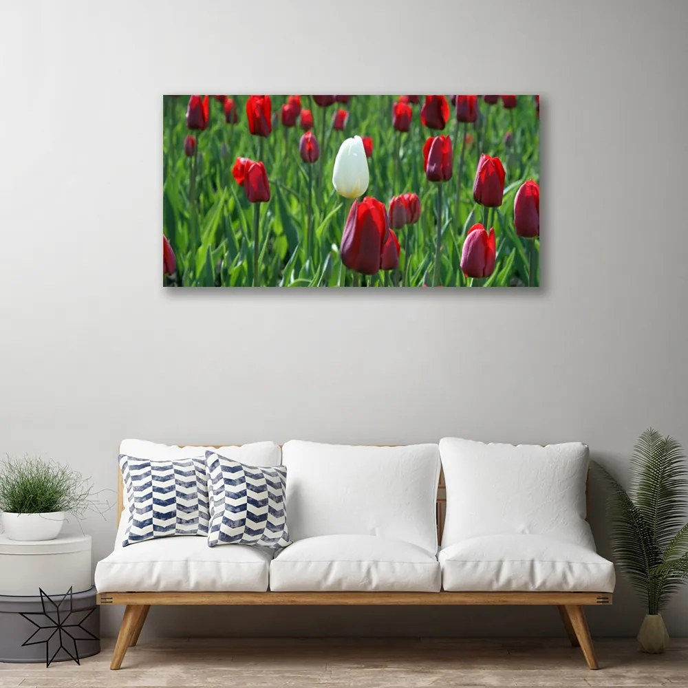 Obraz Canvas Tulipány kvety príroda 100x50 cm