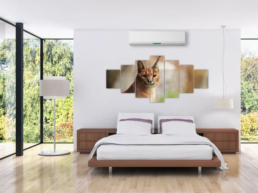 Rys ostrovid - obraz