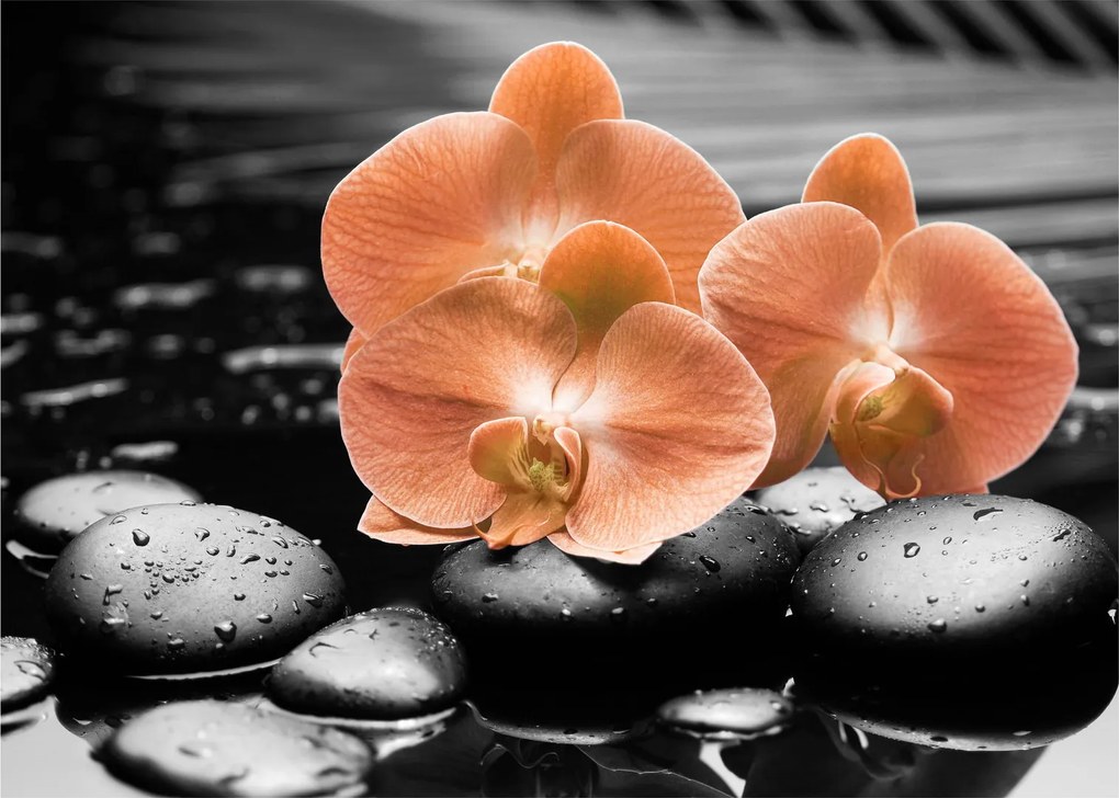 Obraz - Oranžové orchidey (70x50 cm)