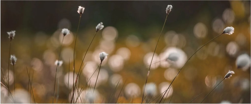 Obraz - Lúka s cottongrass N⁰2 (120x50 cm)