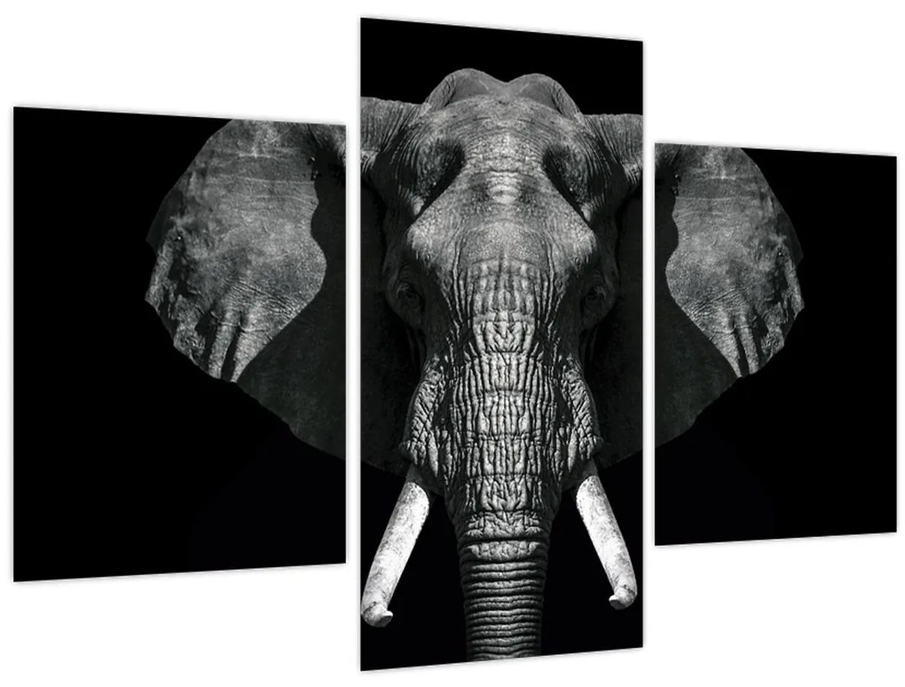 Obraz - Slon na čiernom pozadí (90x60 cm)