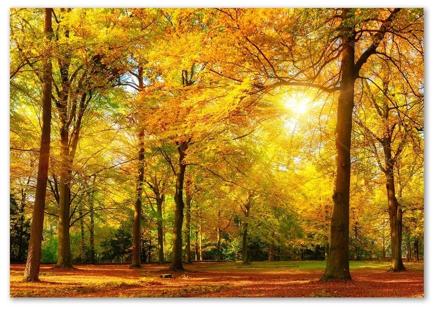 Foto obraz sklo tvrdené Jesenný les pl-osh-100x70-f-89529230
