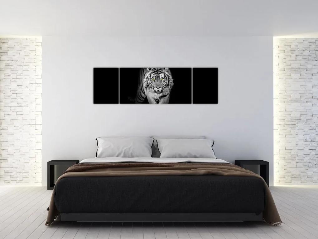Tiger čiernobiely, obraz