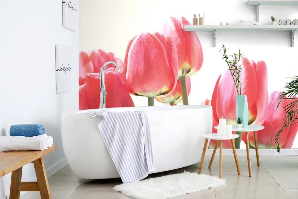 Samolepiaca fototapeta elegantné tulipány