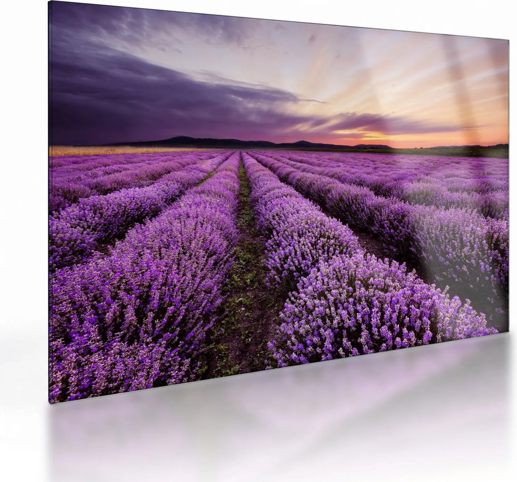 Sklenený obraz - Levanduľové pole pri západe slnka (70x50 cm)