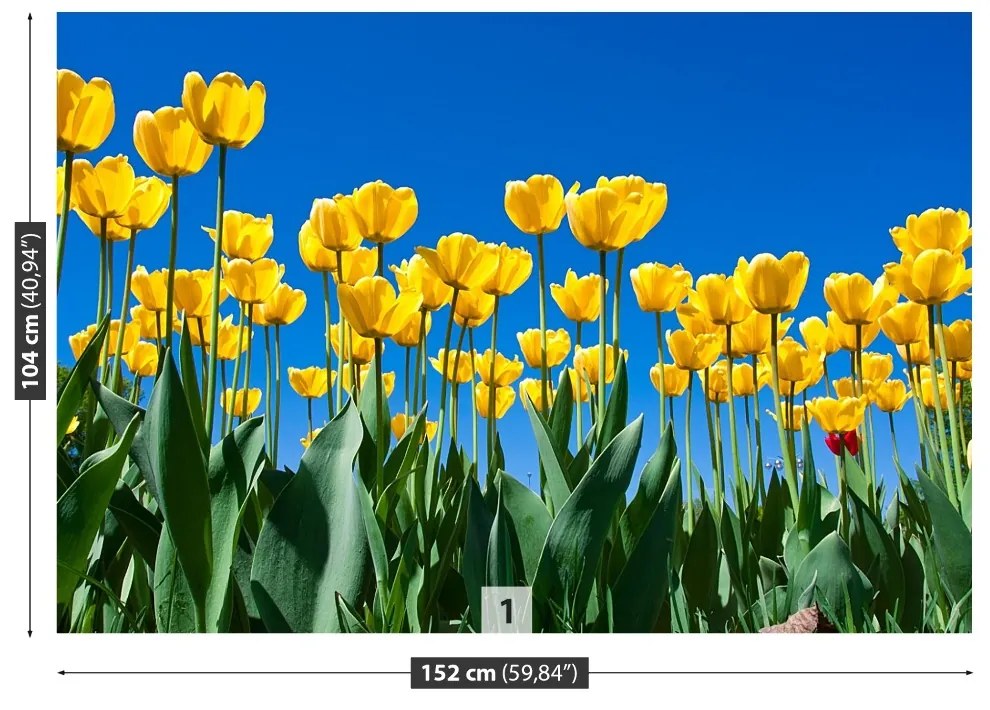 Fototapeta Vliesová Tulipán kvety 104x70 cm
