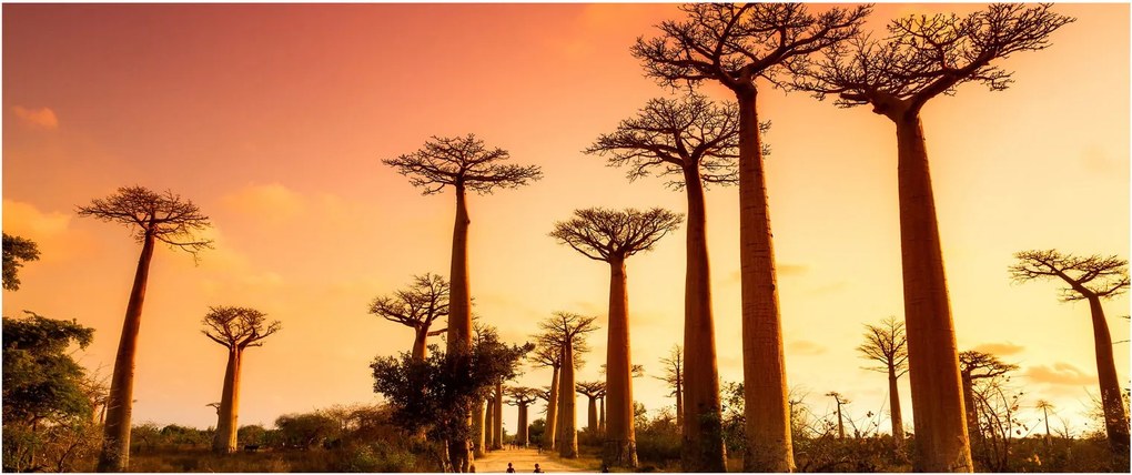 Obraz - Západ slnka v uličke Baobab (120x50 cm)