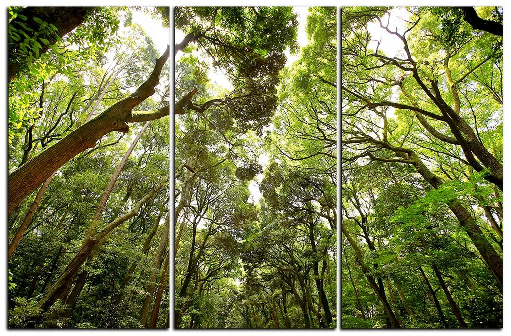Obraz na plátne - Zelené stromy v lese 1194B (150x100 cm)