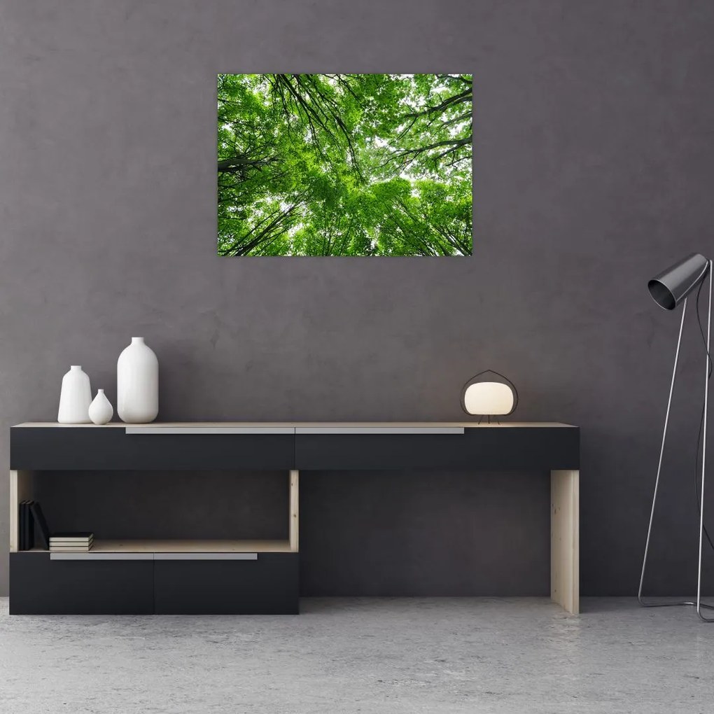 Sklenený obraz - Pohľad do korún stromov (70x50 cm)