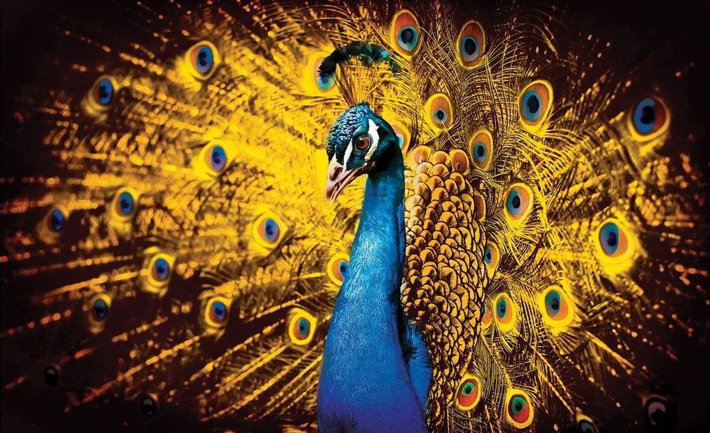 Fototapeta - Páv so žltým perím (254x184 cm)