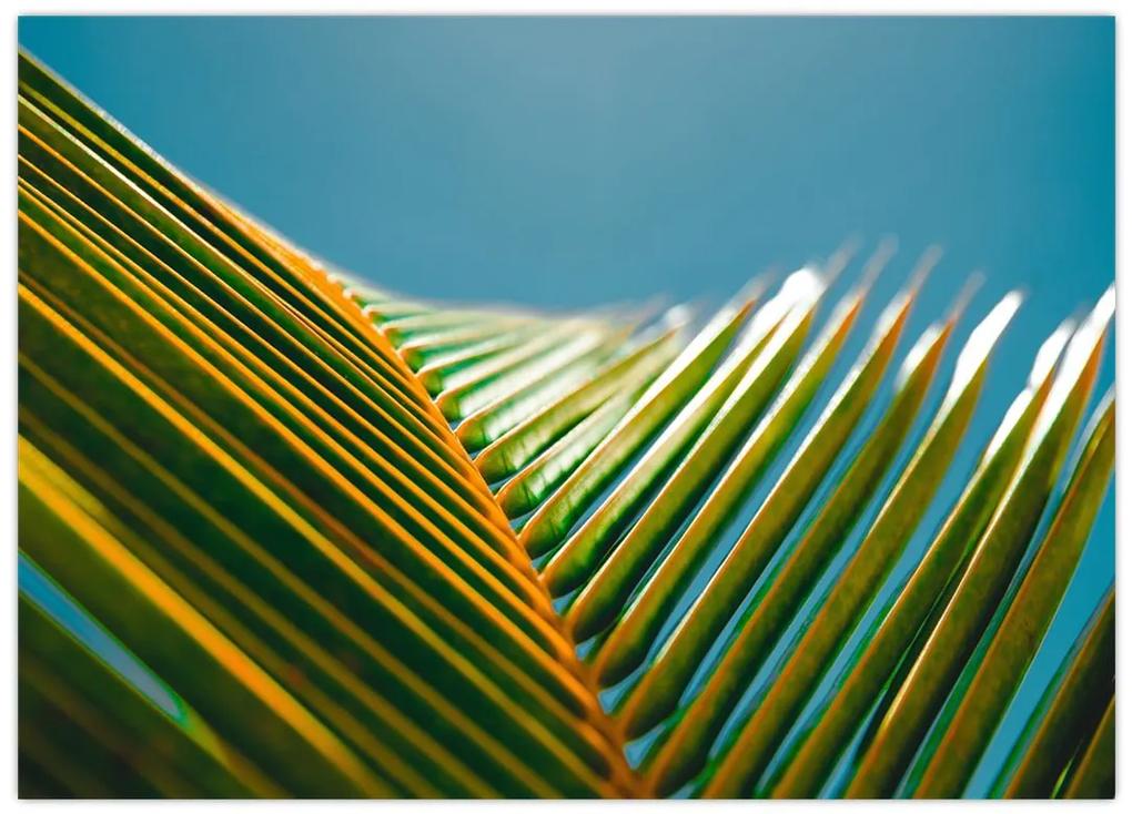 Sklenený obraz - Detail palmového listu (70x50 cm)