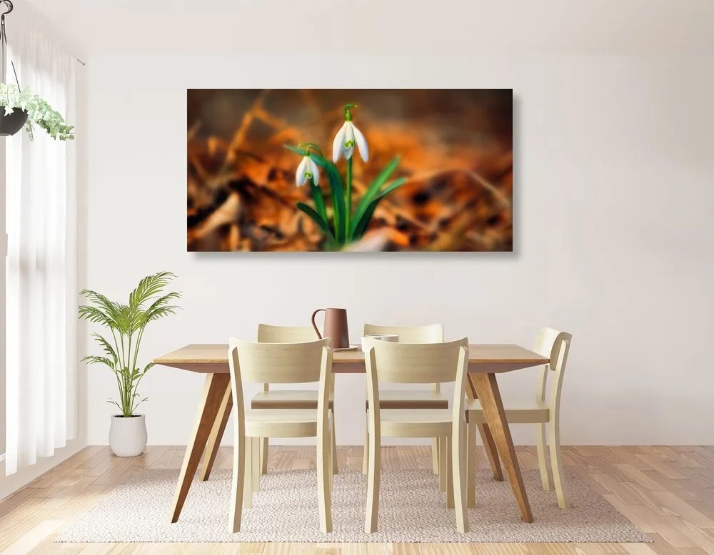 Obraz prvé snežienky - 100x50