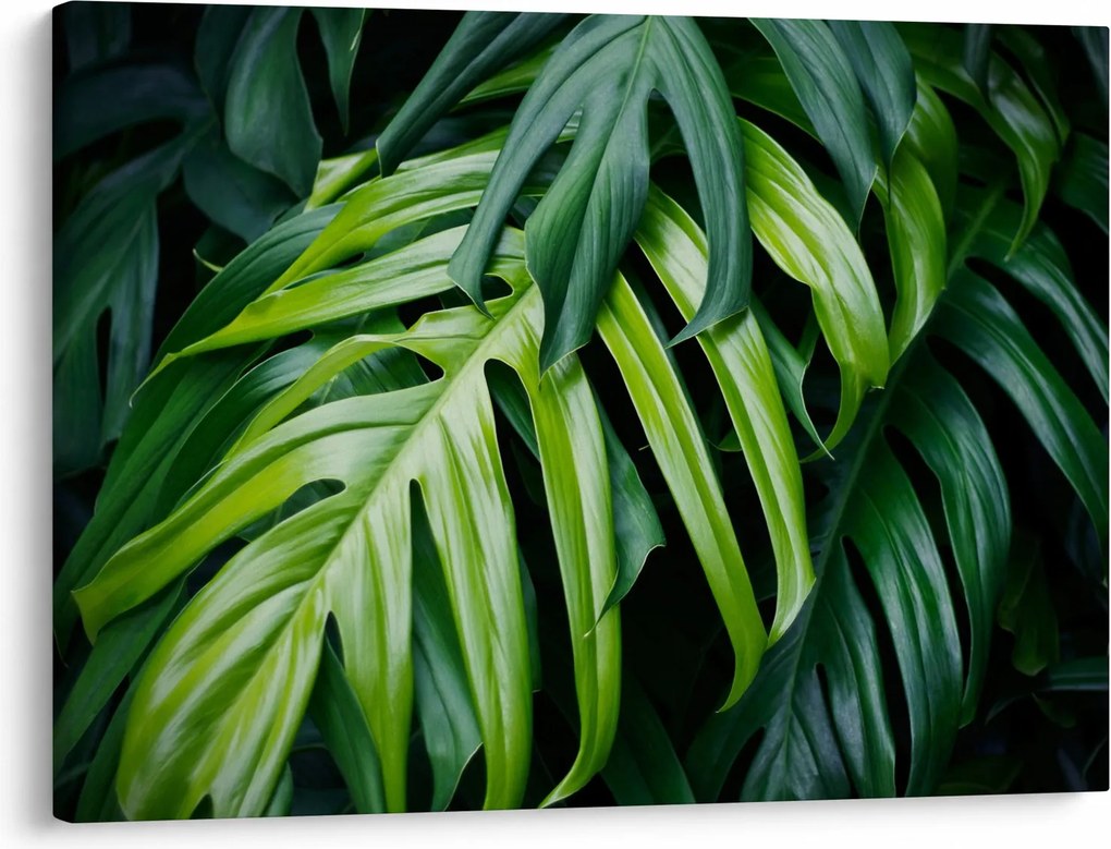 Obraz - Tropické listy (70x50 cm)