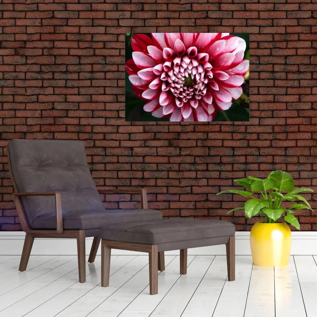 Sklenený obraz ružovej Dahlie (70x50 cm)
