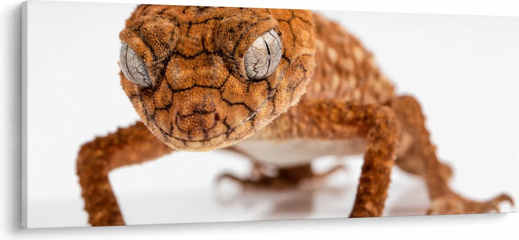 Obraz jašterice (120x50 cm)