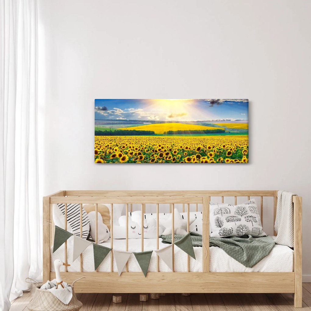 Obraz - Pole slnečníc (120x50 cm)