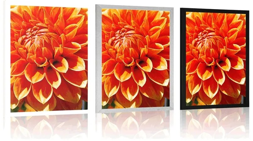 Plagát oranžová dália - 40x60 white