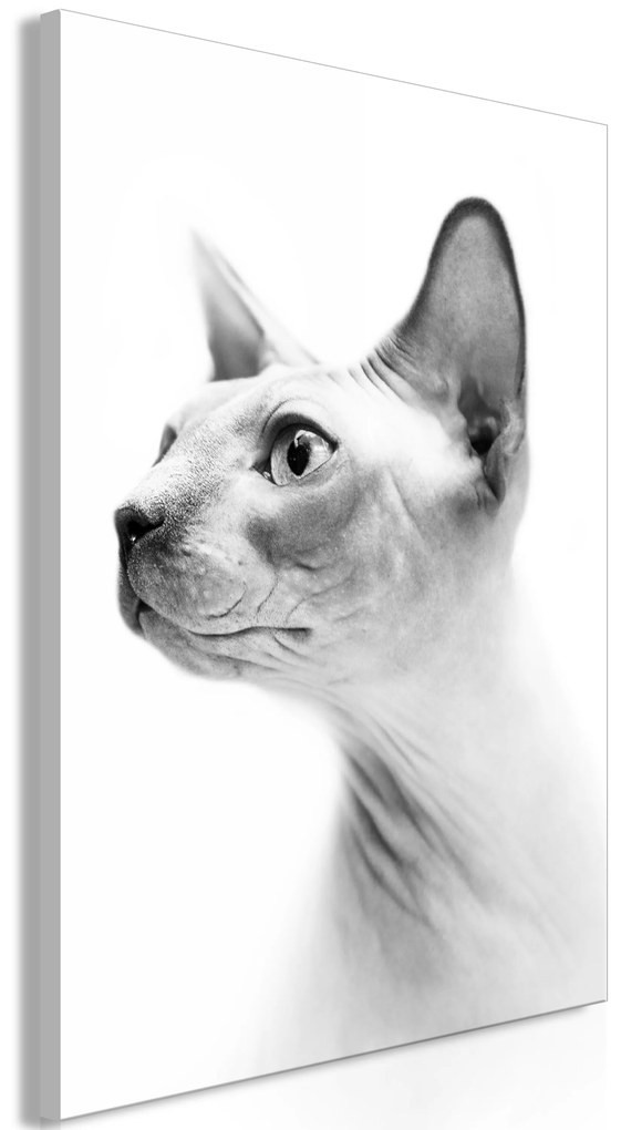 Artgeist Obraz - Hairless Cat (1 Part) Vertical Veľkosť: 40x60, Verzia: Na talianskom plátne