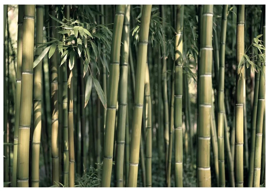 Artgeist Fototapeta - Bamboo Exotic Veľkosť: 100x70, Verzia: Standard