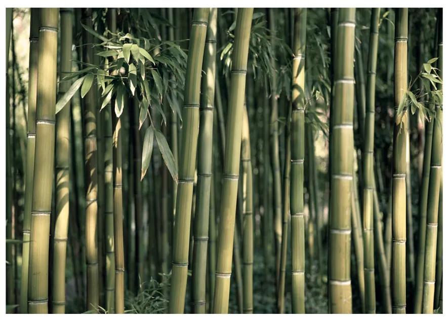 Artgeist Fototapeta - Bamboo Exotic Veľkosť: 196x140, Verzia: Samolepiaca