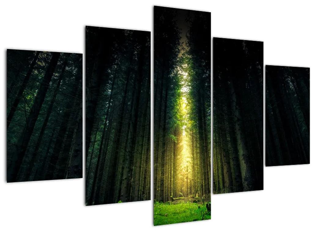 Obraz temného lesa (150x105 cm)