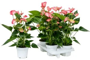 Anthurium andraeanum "Livium" 4 tray Bush Pink 14x50 cm