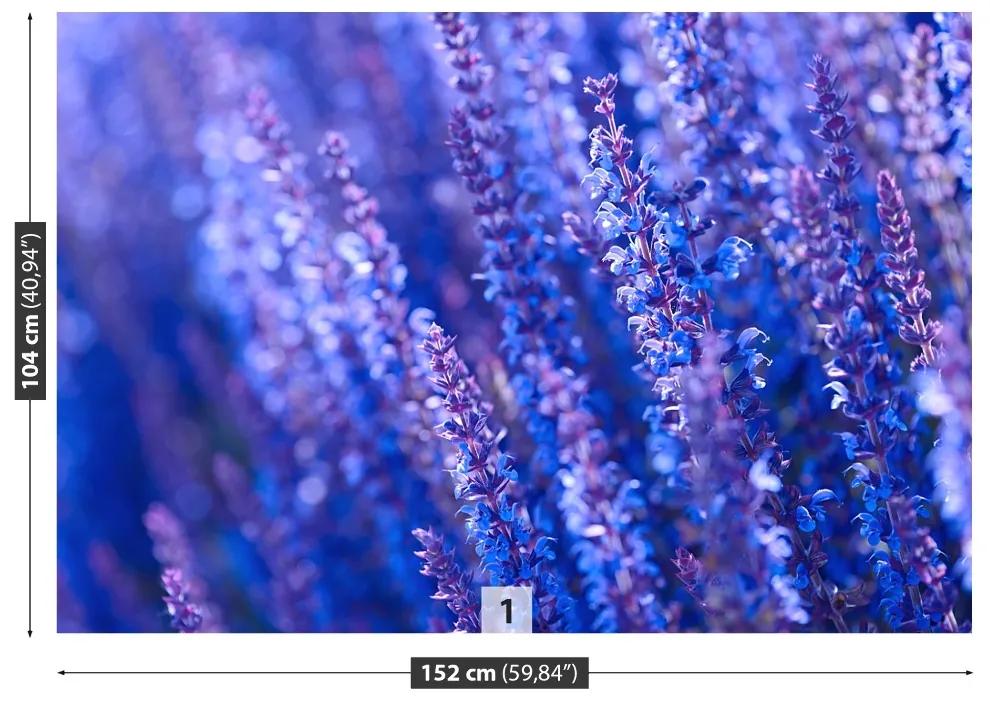 Fototapeta Vliesová Levanduľovej kvety 152x104 cm