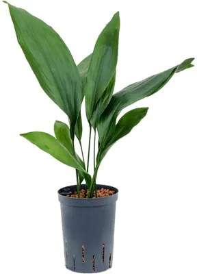 Aspidistra elatior 13/12 V.40 cm