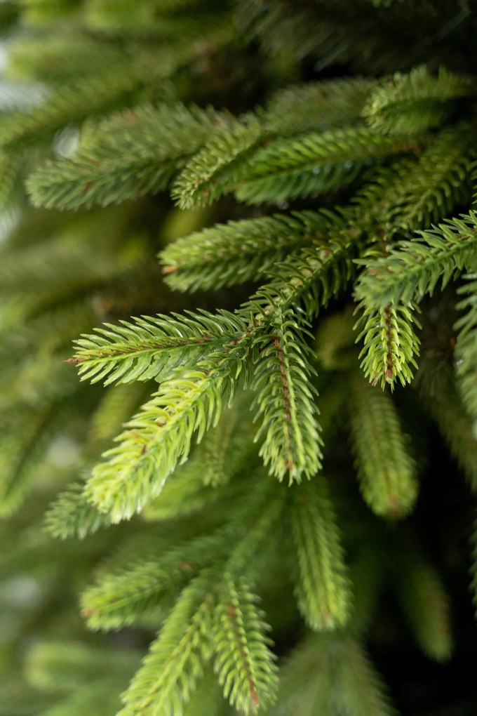 Limpol Vianočný stromček Exclusive Premium Výška stromčeka: 170 cm