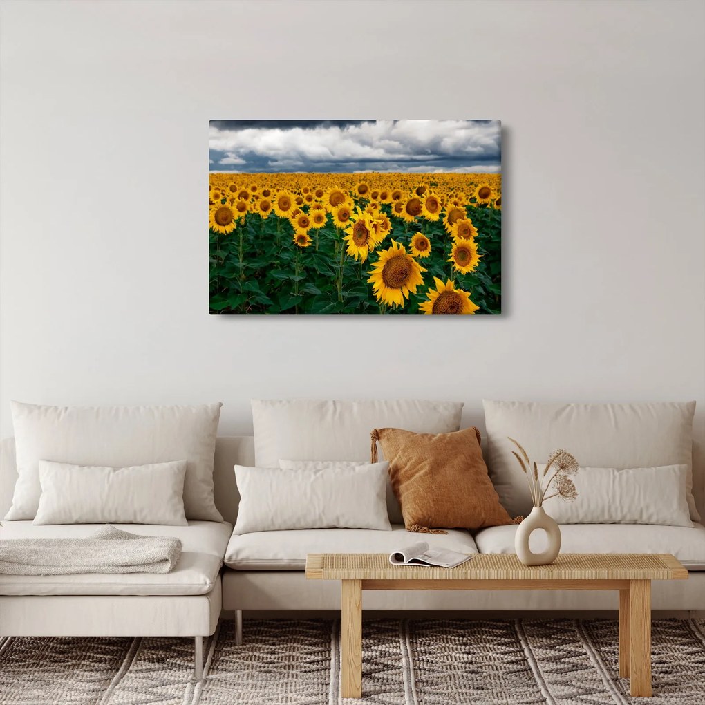 Obraz slnečnicového poľa (90x60 cm)