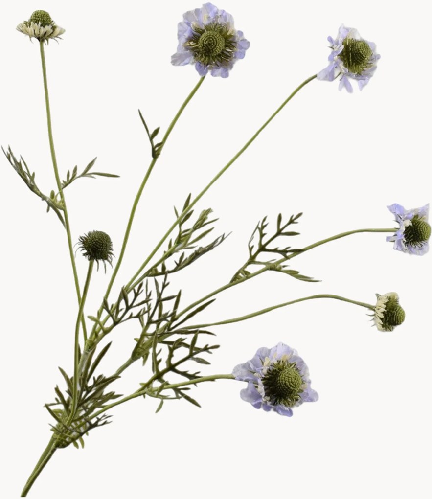 Rastlinná dekorácia Scabiosa