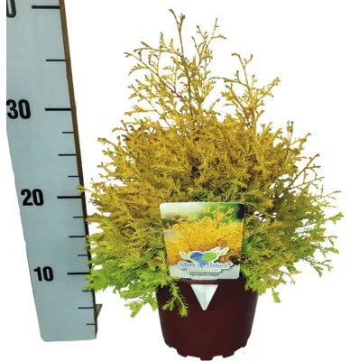 Tuja západná FloraSelf Thuja occidentalis 'Rheingold' výška 20-30 cm kvetináč 2 l