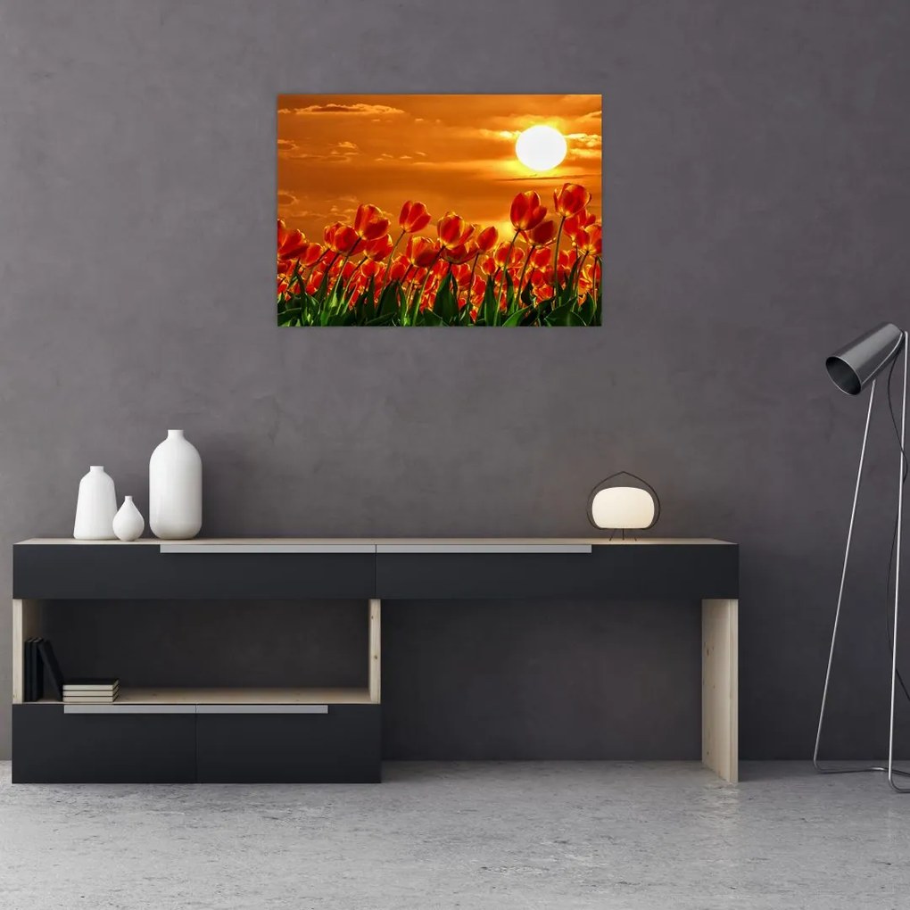 Sklenený obraz rozkvitnutého lánu s tulipánmi (70x50 cm)