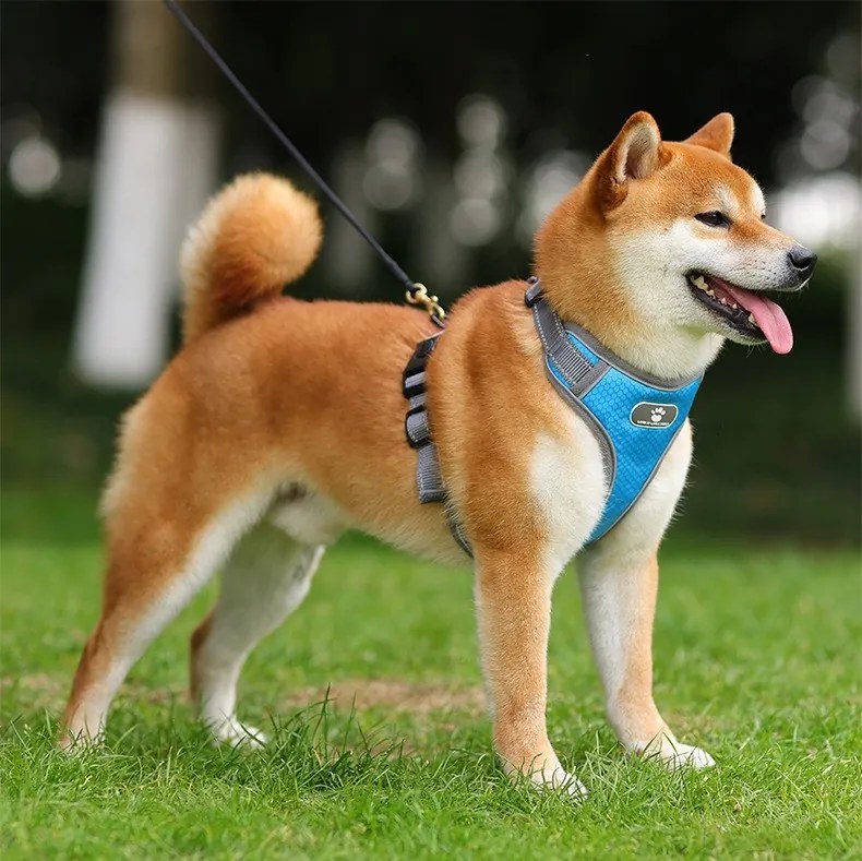 Postroj pre psov Astro L modrý