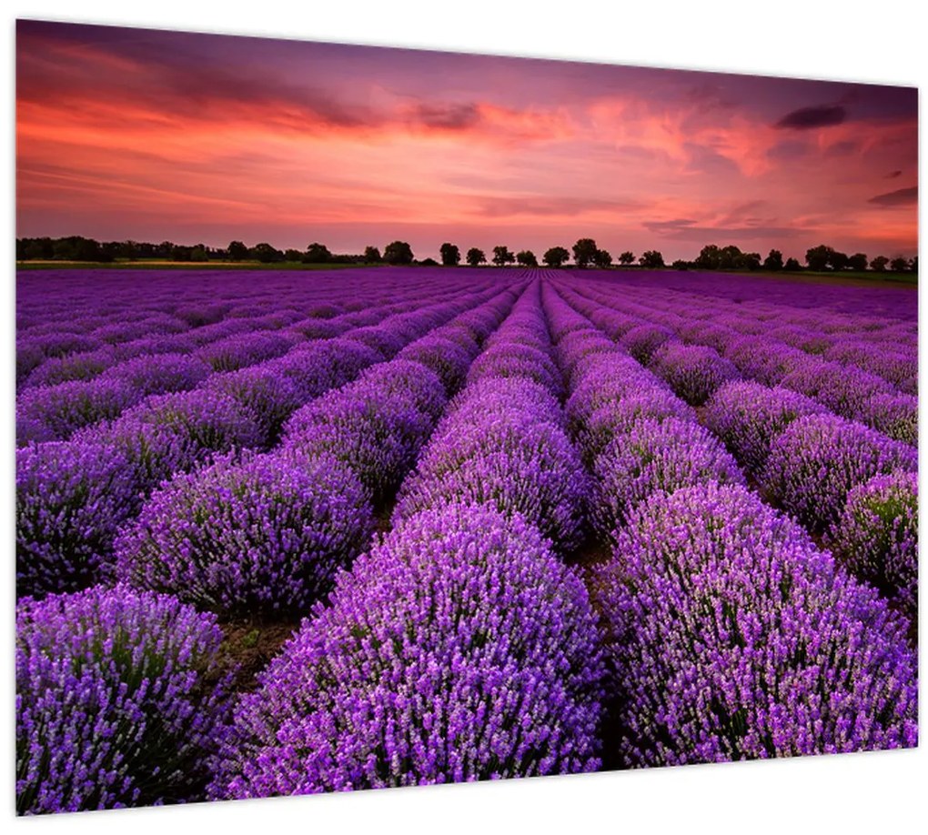 Obraz - Levanduľové pole (70x50 cm)