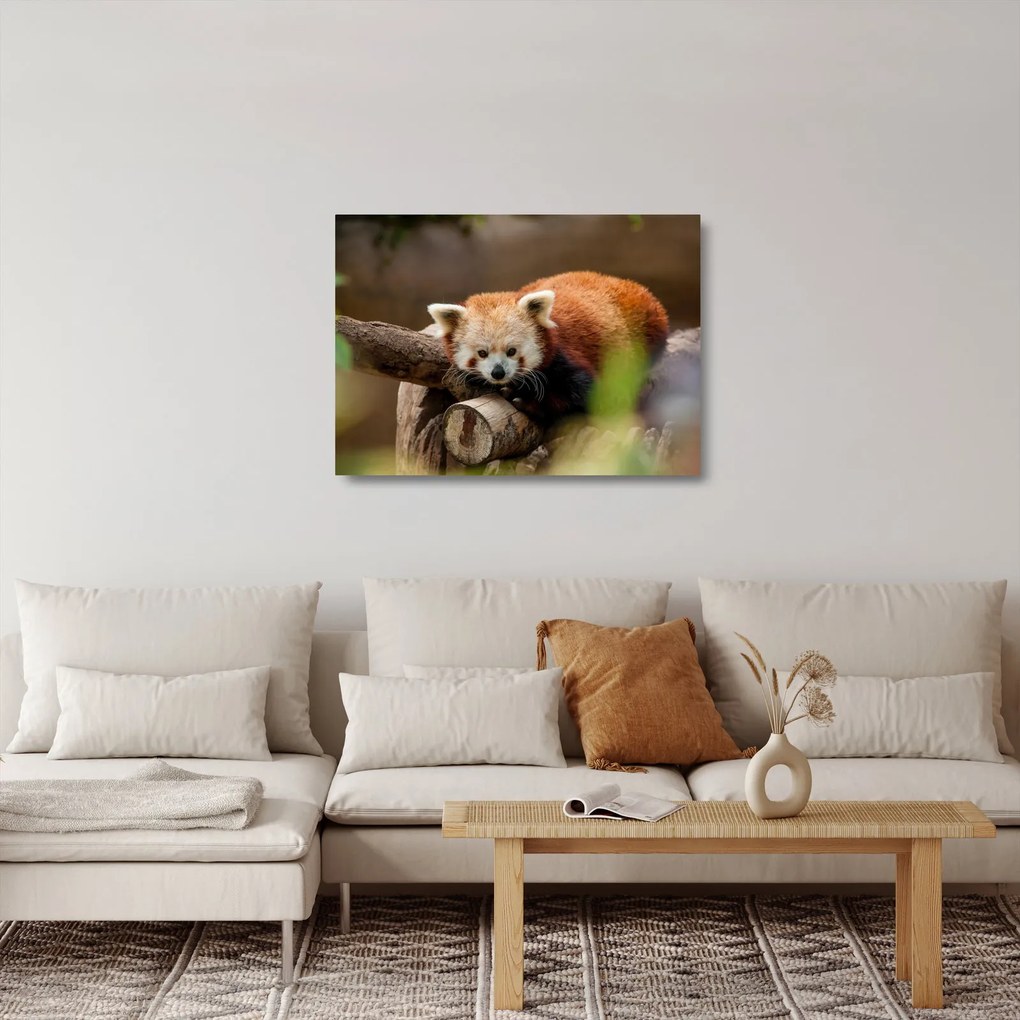 Sklenený obraz pandy červenej (70x50 cm)