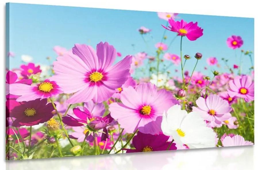 Obraz lúka jarných kvetov Varianta: 120x80