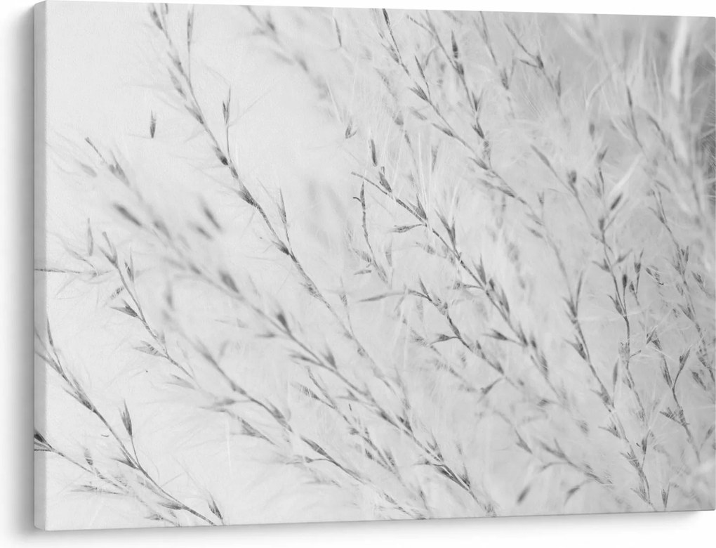 Obraz - Pampas grass N⁰2 (70x50 cm)