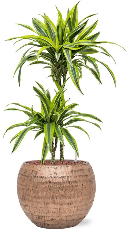 Dracaena fragrans "Lemon Lime" 45-15 Pots. 15/19 výška 90 cm