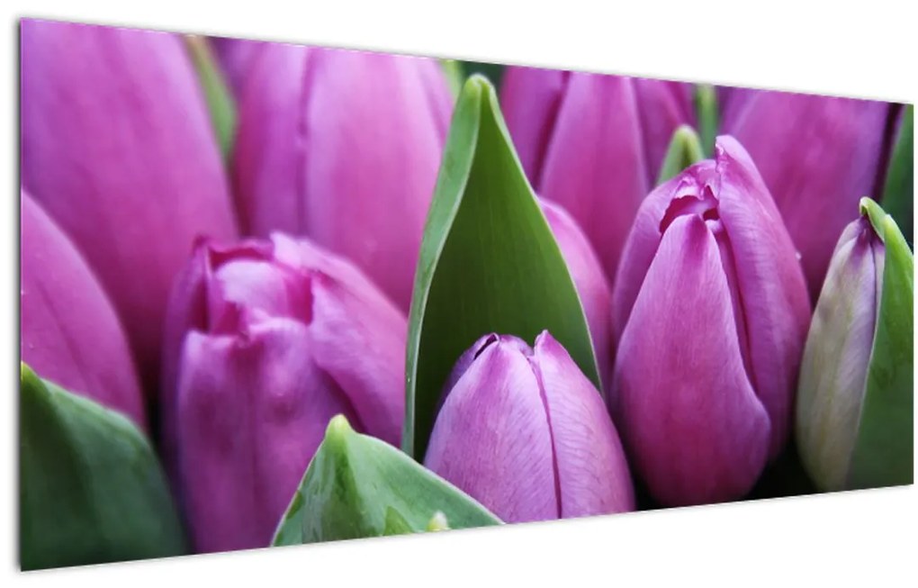 Obraz - kvety tulipánov (120x50 cm)