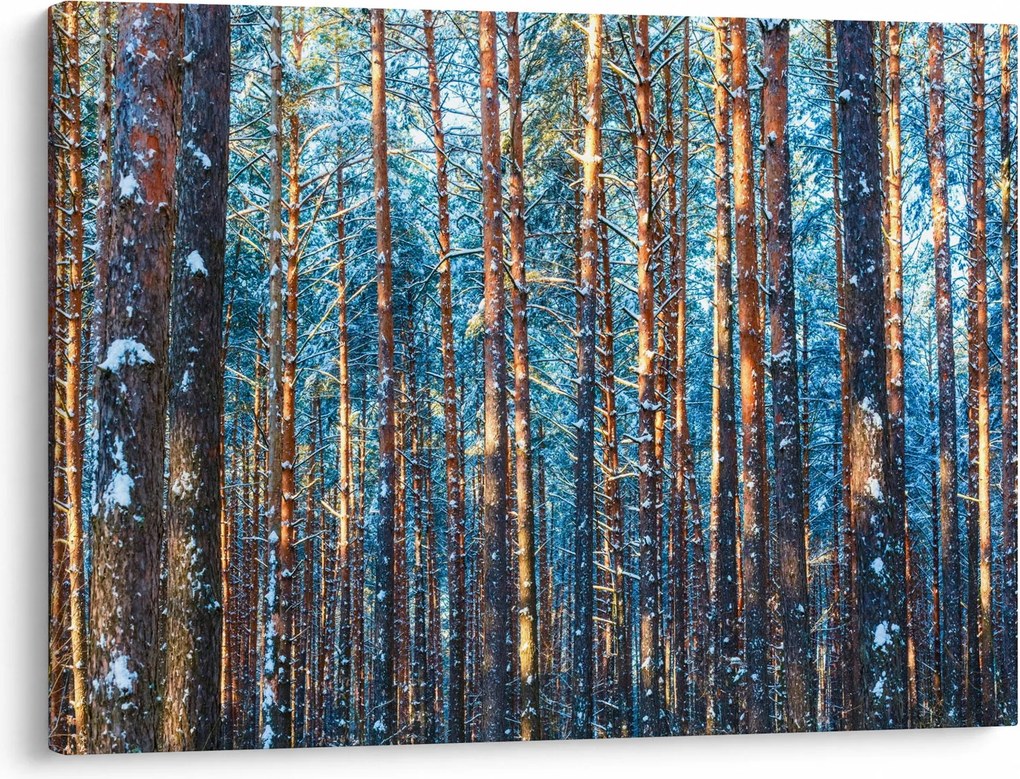 Obraz - Zimný les (70x50 cm)