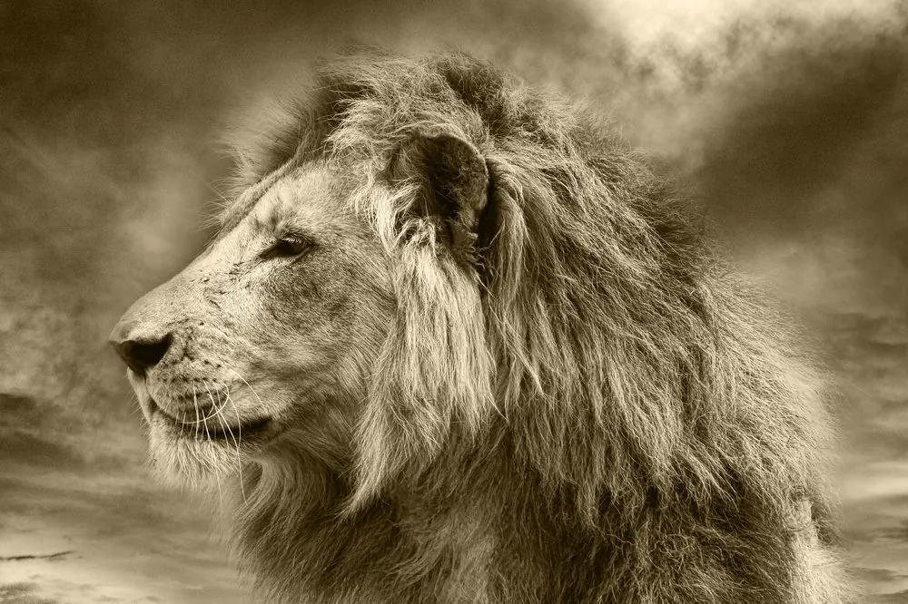 Samolepiaca tapeta africký lev v sépiovom prevedení - 300x200