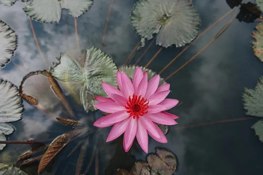 Fototapeta očarujúci lotosový kvet - 150x100